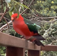 Alisterus scapularis