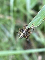 Macracantha hasselti