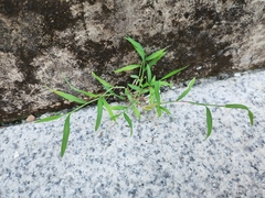 Digitaria radicosa