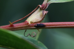 Agrilinae