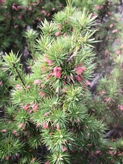 Brachyloma ericoides