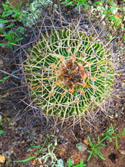 Echinofossulocactus crispatus