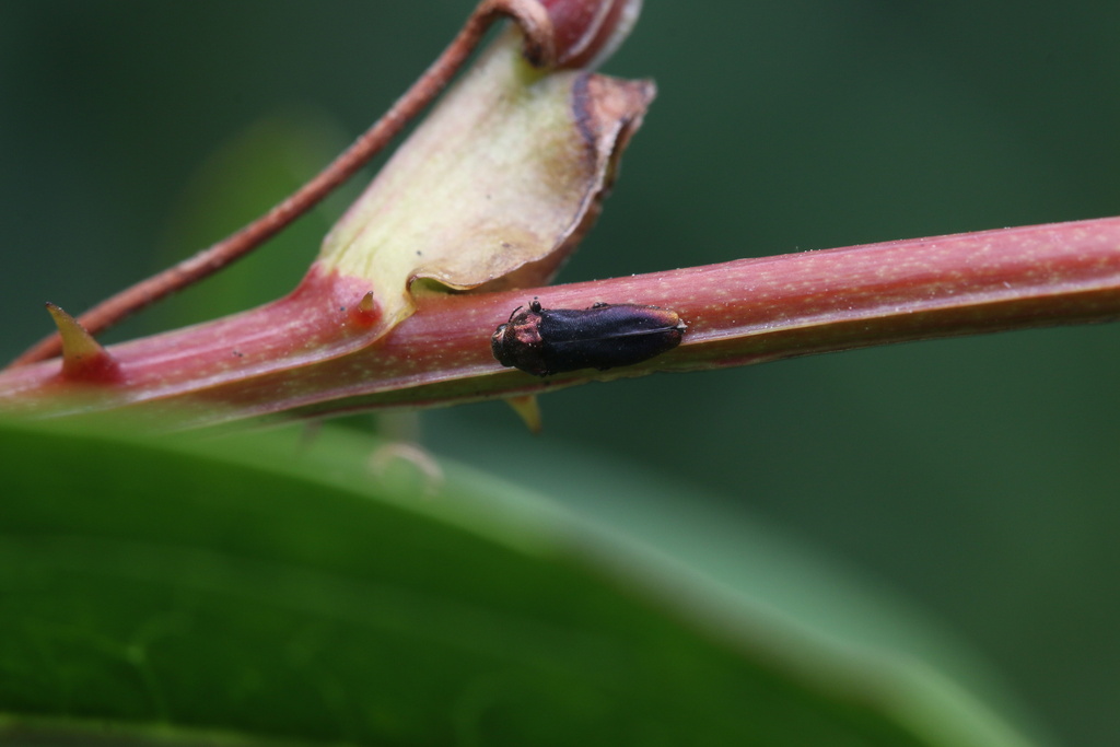 Meliboeus mandarinus