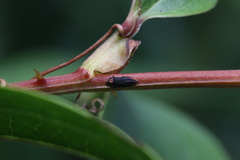 Agrilinae
