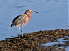 Egretta rufescens