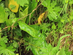 Lysichiton americanus