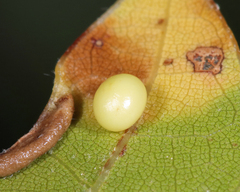 Zopheroteras hubbardi