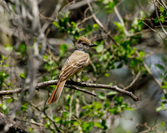 Myiarchus