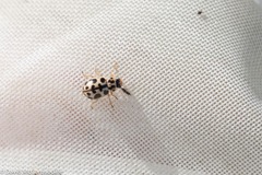 Anisosticta bitriangularis