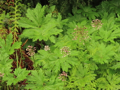 Petasites frigidus palmatus