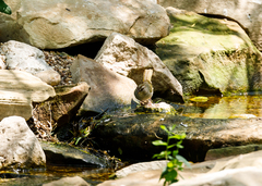 Arremonops rufivirgatus