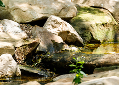 Arremonops rufivirgatus