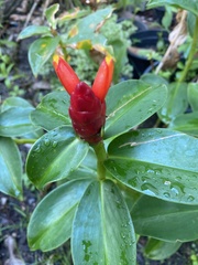 Costus woodsonii