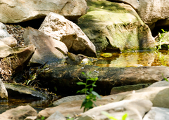 Arremonops rufivirgatus