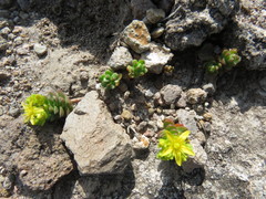 Sedum oaxacanum