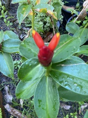 Costus woodsonii