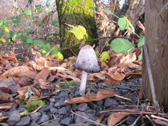 Coprinus