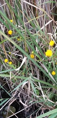 Bidens trichosperma