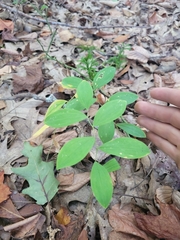 Uvularia sessilifolia