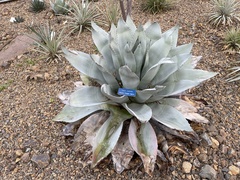 Agave ovatifolia