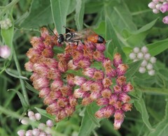 Sphex dorsalis