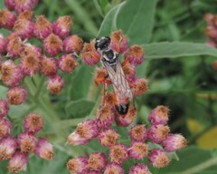 Sphex dorsalis