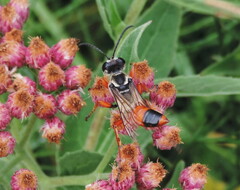 Sphex dorsalis