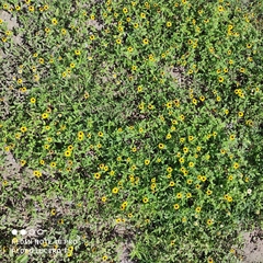 Sanvitalia procumbens