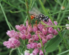 Sphex dorsalis