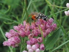 Sphex dorsalis