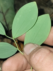 Uvularia sessilifolia
