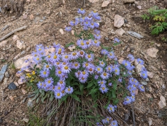 Erigeron speciosus
