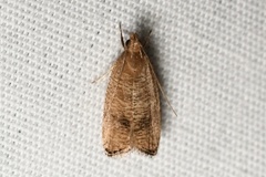 Psilocorsis cryptolechiella