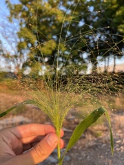 Panicum capillare