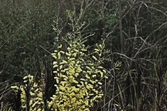 Acacia oxycedrus