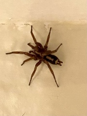 Herpyllus propinquus