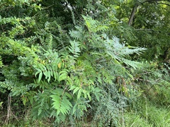 Rhus glabra