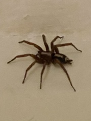 Herpyllus propinquus