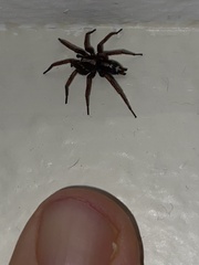 Herpyllus propinquus