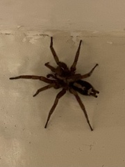 Herpyllus propinquus