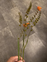 Crocosmia aurea