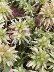 Sphagnum magellanicum