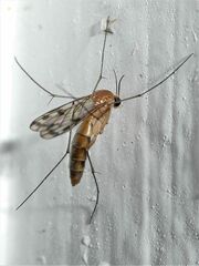 Keroplatidae