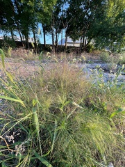 Panicum capillare