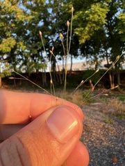 Panicum capillare