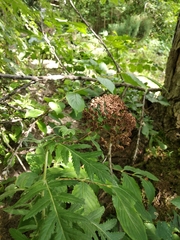 Tanacetum macrophyllum