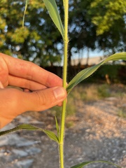Panicum capillare
