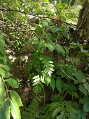 Tanacetum macrophyllum