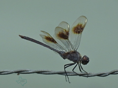 Brachymesia gravida