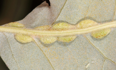 Macrodiplosis qoruca